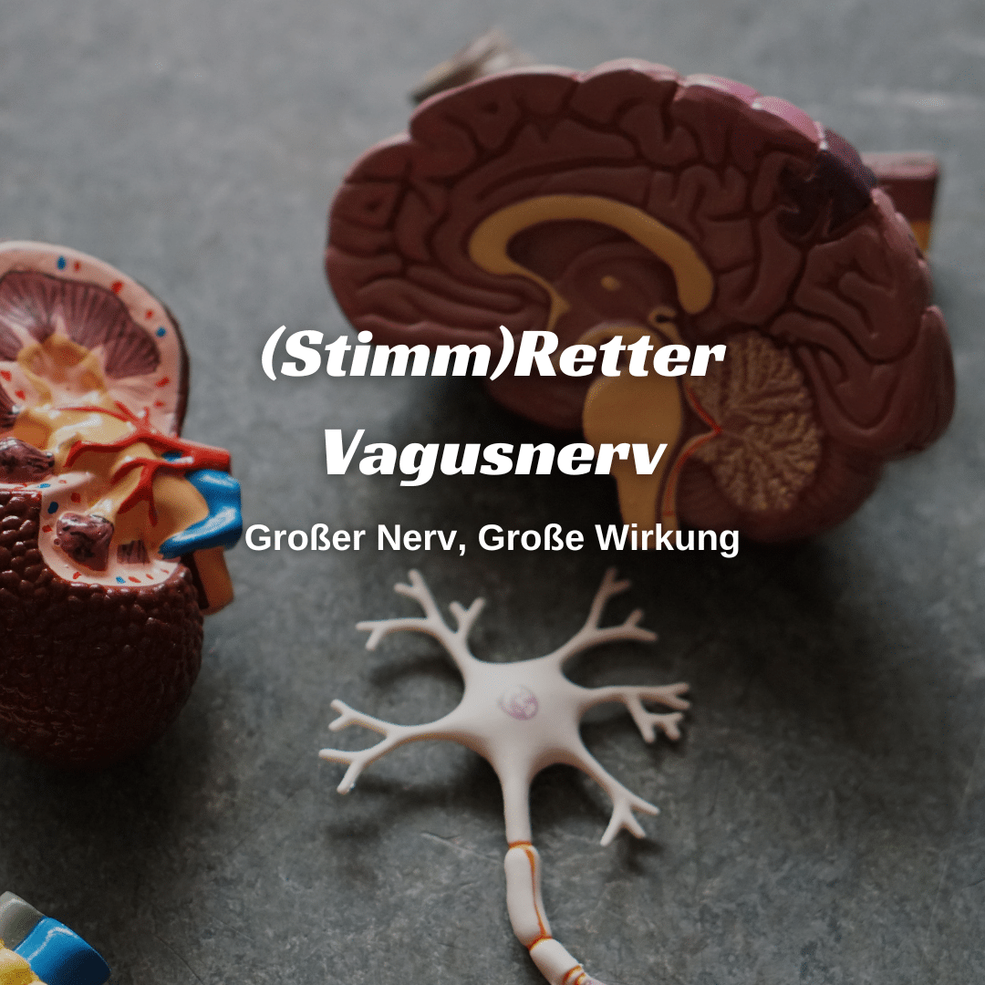 Mehr über den Artikel erfahren Stimmretter Vagusnerv