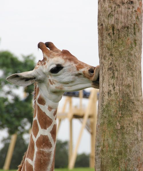 lippen giraffe